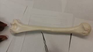 Humerus [upl. by Irene]