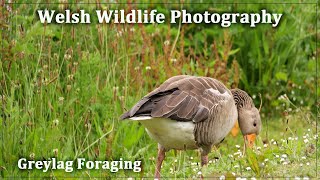 Greylag Foraging [upl. by Audrie]