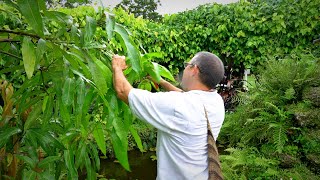 Pruning Mango Trees 101 w Dr Richard Campbell [upl. by Ahsaret]