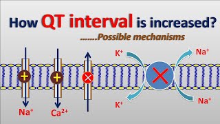 Increase in QT interval  Possible mechanisms [upl. by Alyad218]