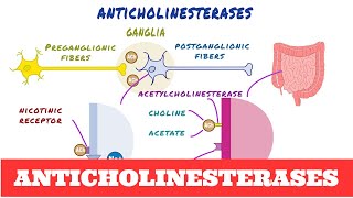 Anticholinesterases  Pharmacology [upl. by Nnylasor]