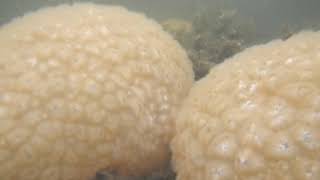 BRYOZOAN Pectinatella magnifica [upl. by Aenal]