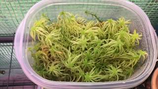 How I grow live Sphagnum moss [upl. by Molini]