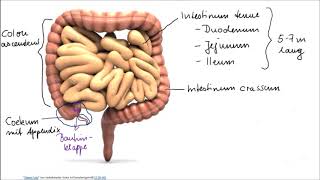 Verdauungsorgane Teil 2 Darm [upl. by Snowber876]