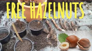 HAZELNUT PLANT PROPAGATION [upl. by Buchheim484]