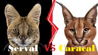 SERVAL VS CARACAL  Serval VS Caracal Who Would Win [upl. by Baggott]