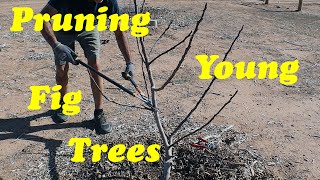 Pruning Young Fig Trees [upl. by Enail]