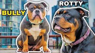 Rottweiler VS American Bully XL Comparison [upl. by Velvet]