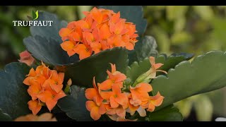 Comment cultiver le kalanchoe   Truffaut [upl. by Katlaps179]