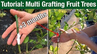 Tutorial Multi Grafting Fruit Trees [upl. by Solnit]