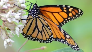 Monarch butterfly eating nectar in flowers [upl. by Oicneconi]