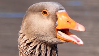 Greylag goose honk  call sounds courtship [upl. by Anoved14]