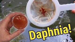 How I Culture Daphnia In Outdoor Tubs [upl. by Sadick]