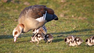 Cygnets Goslings Ducklings and Chicks [upl. by Irotal]