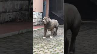 American Bully xl attack [upl. by Alfy822]