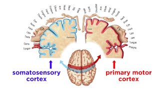 The Sensorimotor System and Human Reflexes [upl. by Tager]