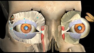 ORBITAL SEPTUM ANATOMY  PRE amp POST SEPTAL CELLULITIS  3D STUDY [upl. by Dobson134]