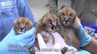 Caracal kittens at the Oregon Zoo [upl. by Algernon508]