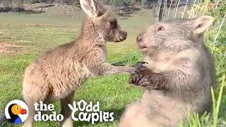 Wombat And Kangaroo Are Obsessed With Each Other  The Dodo Odd Couples [upl. by Yrhcaz432]