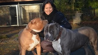 American bully pitbull xxl Magnum 8 months on video [upl. by Alma]