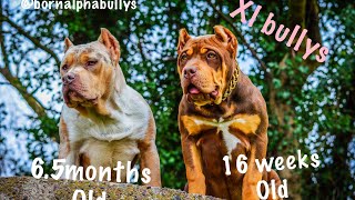 Getting My XL BULLY From BossyKennels [upl. by Kinghorn528]