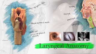 Pharyngeal Mucosa preview  Human Anatomy  Kenhub [upl. by Lihas]