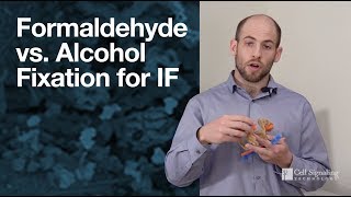 Formaldehyde vs alcohol fixation for immunofluorescence IF  CST Tech Tips [upl. by Rehctaht]