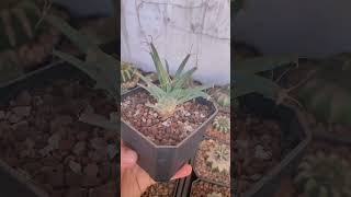 Leuchtenbergia principis  SUCCULENTZONECOM [upl. by Ceevah537]