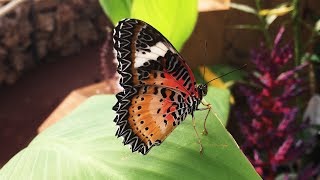 Butterfly House  Jersey Zoo [upl. by Truc]