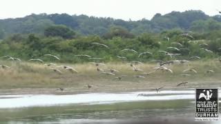 Whiffling Greylag Geese [upl. by Leuqram]