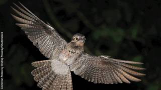 Common Potoo [upl. by Blodgett290]