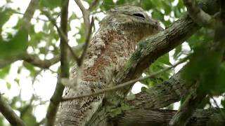 Great Potoo [upl. by Adonis]