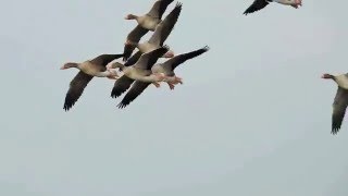 Greylag Geese landing on ice [upl. by Anthony]