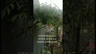 POHON NAGASARI [upl. by Deckert]