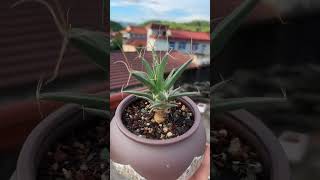 Leuchtenbergia principis  SUCCULENTZONECOM [upl. by Oicneconi]