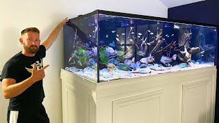 MASSIVE 600 GALLON CENTRAL AMERICAN CICHLID TANK [upl. by Orling]