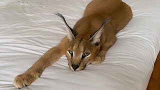 Roo the caracal waking up 💤 [upl. by Peyter]