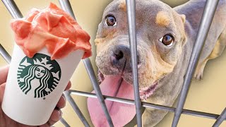 Buying 100 PUMPKIN Puppuccinos For Homeless Dogs [upl. by Yatnod]