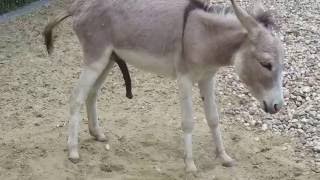 The Berlin Zoological Garden Berliner Zoo [upl. by Aikemet]