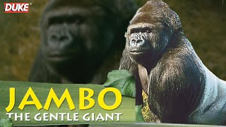 Jambo the Gorilla  The Gentle Giant  Documentary [upl. by Notsreik]