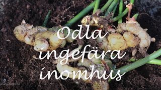 Odla ingefära inomhus [upl. by Ahsar]