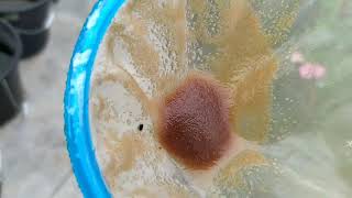 How to culture daphnia moina in a small container Part 1 English Subtitle [upl. by Nolla]