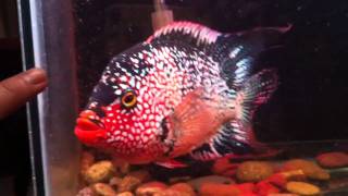 Red Texas  Cichlid [upl. by Eerdua586]