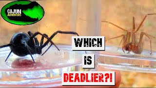 Black Widow VS Brown Recluse [upl. by Biddle]