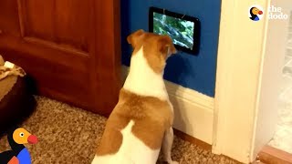 Dog Is So Excited To Get Her Own TV  The Dodo [upl. by Other]