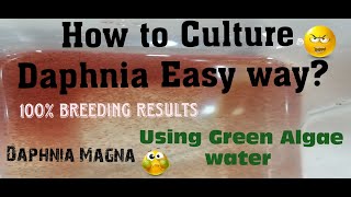 Daphnia MagnaHow to Culture Daphnia Easy wayCulturing Daphnia using Green water Daphnia [upl. by Aniretak]