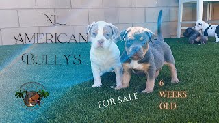 XL AMERICAN BULLY PUPPIES 6 WEEKS [upl. by Benisch]