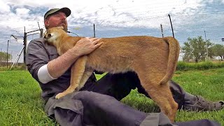 Stewie The Caracal Thinks Im His Mother  African Cat Acts Like Kitten amp Cub  Rubs Nurses amp Purrs [upl. by Domph]