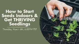 How to Start Seeds Indoors amp Get THRIVING Seedlings [upl. by Anaher]