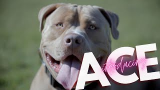 INTRODUCING XL AMERICAN BULLY ACE [upl. by Ahsimik836]